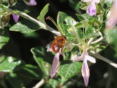 Osmia tricornis