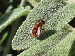 Osmia tricornis