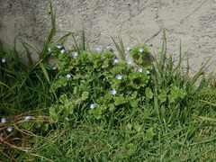 Veronica persica