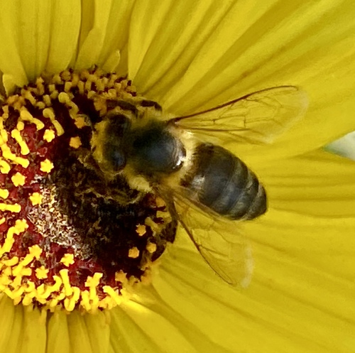 iNaturalist observation photo of Western Honey Bee