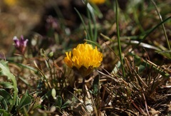 Trifolium jokerstii