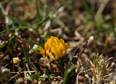 Trifolium jokerstii