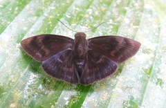 Aethilla echina echina