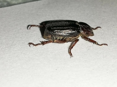 Ceraspis