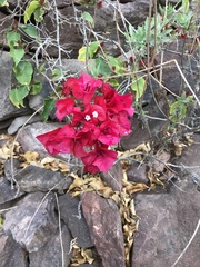 Bougainvillea