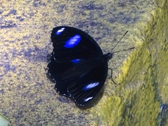 Hypolimnas bolina nerina