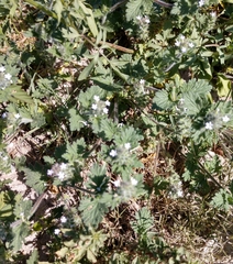 Glandularia quadrangulata