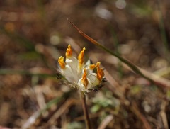 Trifolium jokerstii