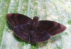 Aethilla echina echina