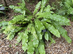 Microsorum musifolium