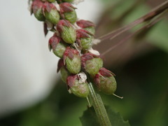 Melilotus