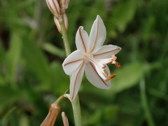 Asphodelus fistulosus