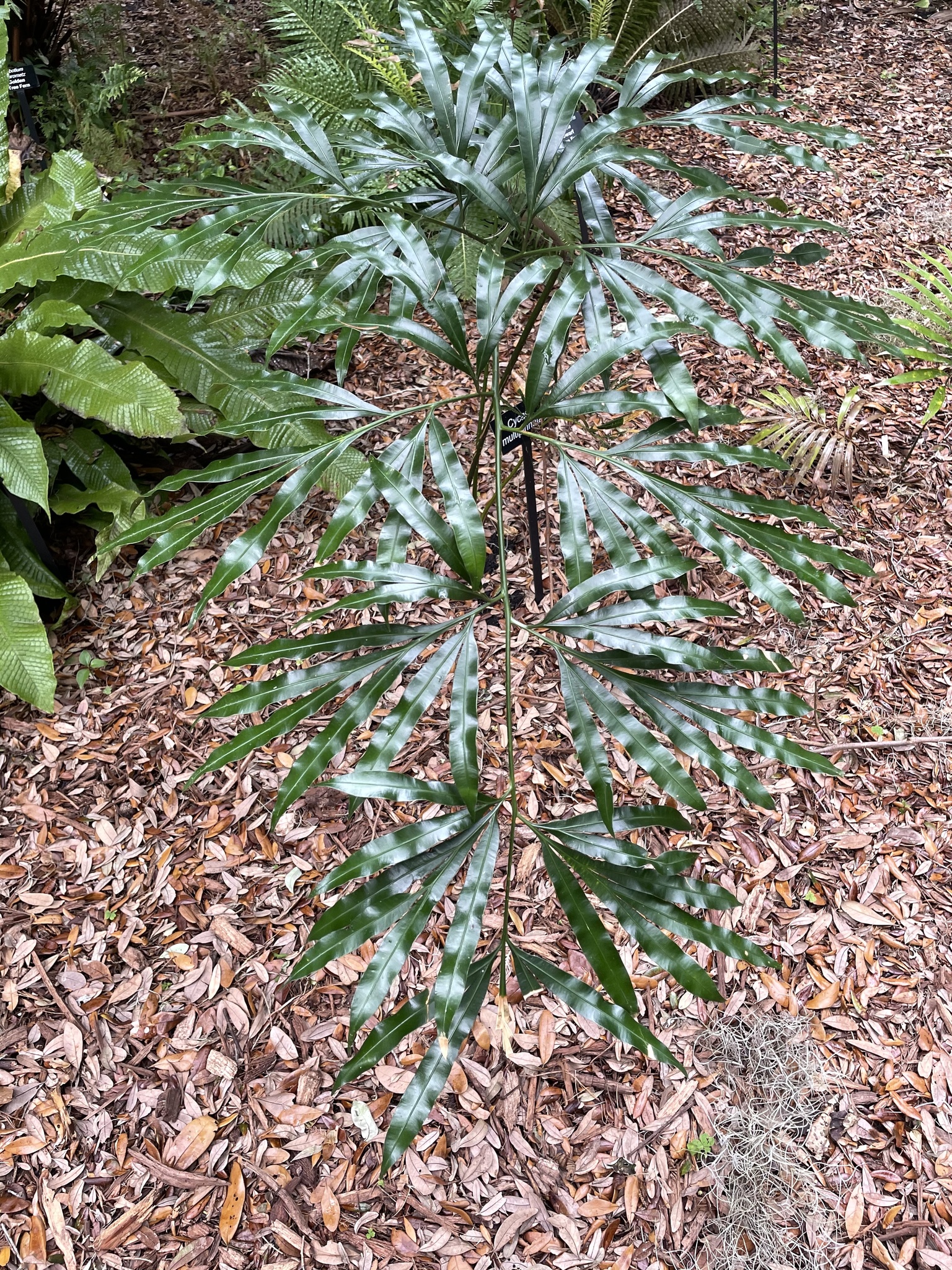 Cycas multipinnata · iNaturalist