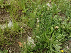 Asphodelus fistulosus