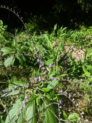 Eirmocephala brachiata