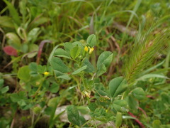 Medicago polymorpha