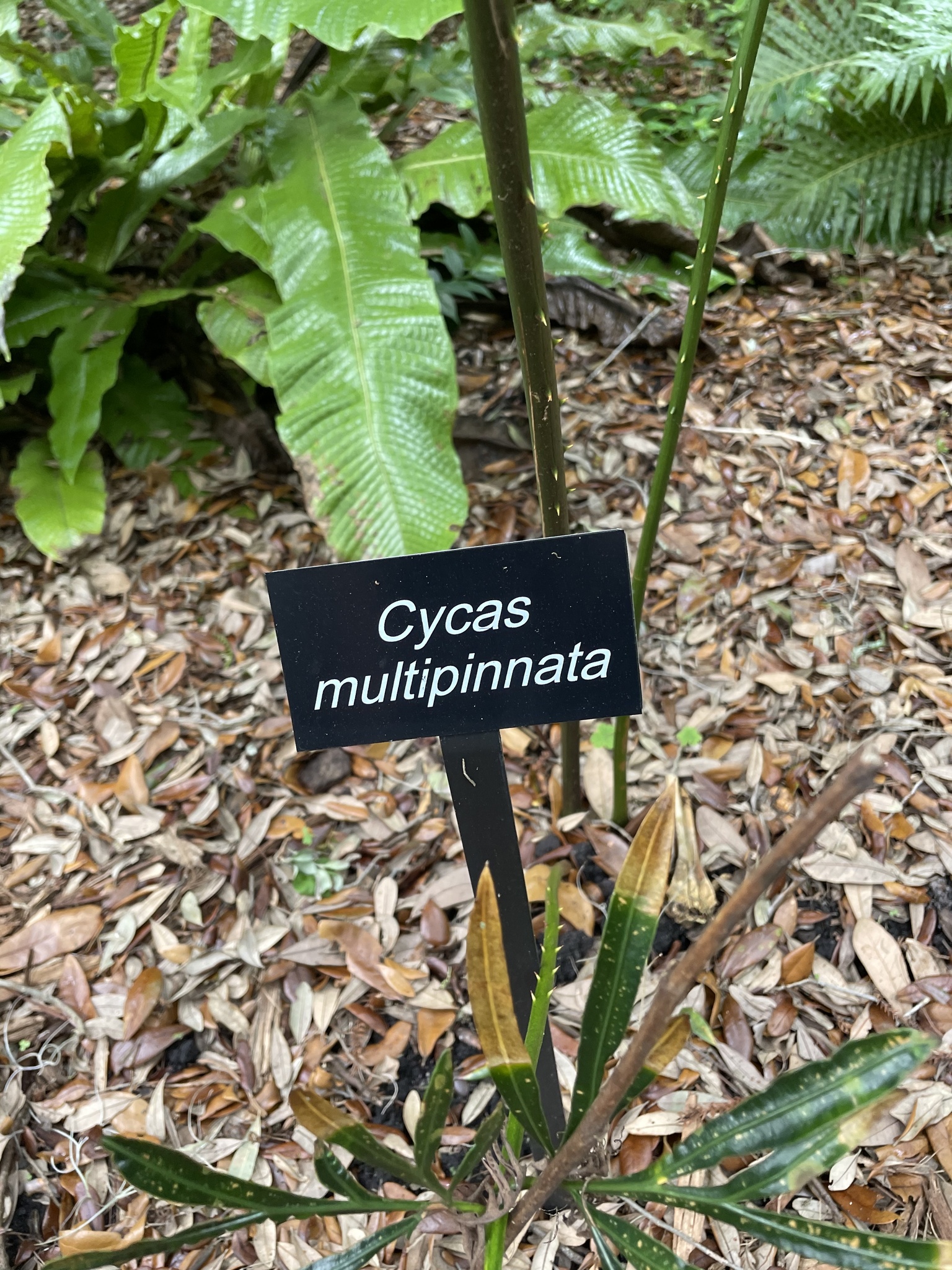 RR_今日のヤシ/Cycas multipinnata/1株/サイカス・ムルチピンナータ