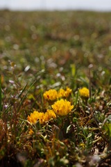 Trifolium jokerstii