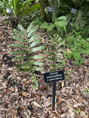 Zamia verschaffeltii