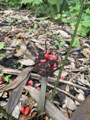 Zamia verschaffeltii