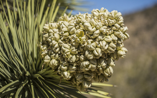 Western Joshua Tree