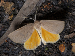 Mnesampela heliochrysa