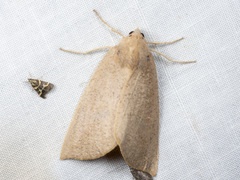 Mnesampela heliochrysa