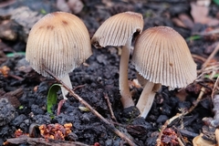 Coprinellus radians