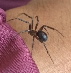 Steatoda grossa
