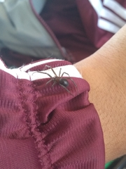 Steatoda grossa