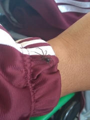 Steatoda grossa
