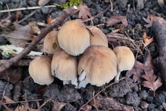 Coprinellus radians
