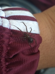 Steatoda grossa