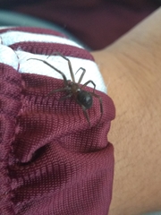 Steatoda grossa