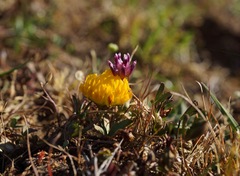 Trifolium jokerstii