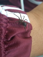 Steatoda grossa
