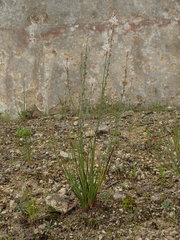 Asphodelus fistulosus