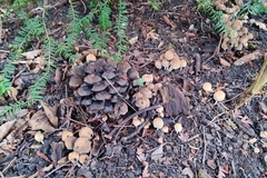 Coprinellus radians