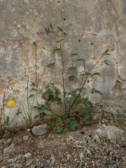 Bituminaria bituminosa