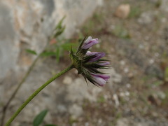 Bituminaria bituminosa