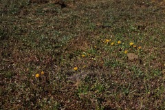 Trifolium jokerstii