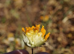 Trifolium jokerstii