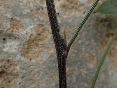 Bituminaria bituminosa