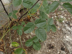 Bituminaria bituminosa