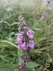 Stachys palustris