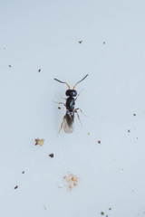 Aphanogmus