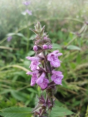 Stachys palustris