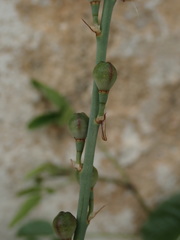 Asphodelus fistulosus