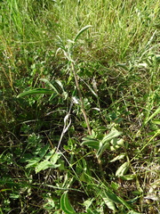 Anthyllis vulneraria