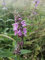 Stachys palustris